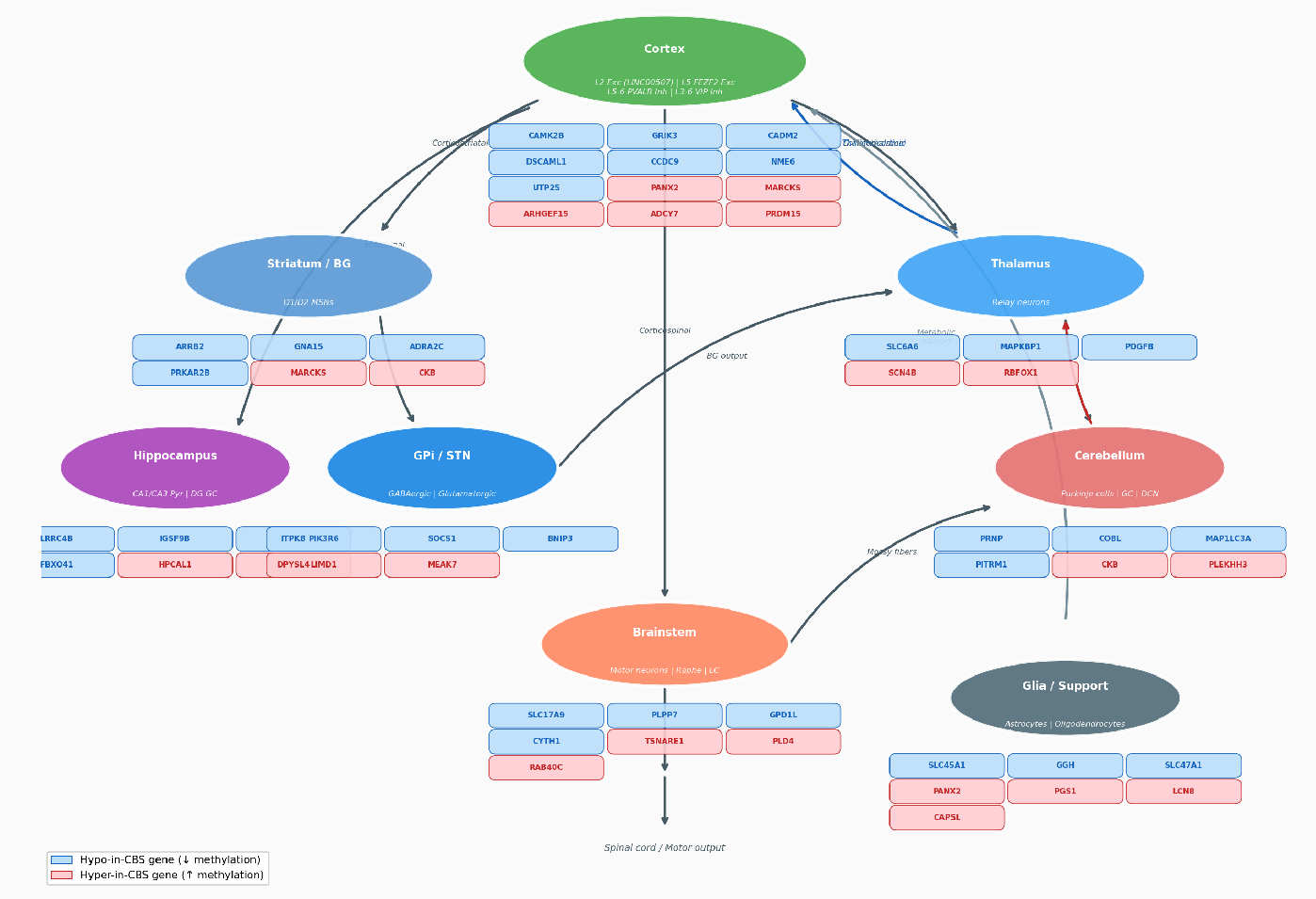 CBS cfDNA 5mC brain circuit map across 90 brain-fraction DMR genes